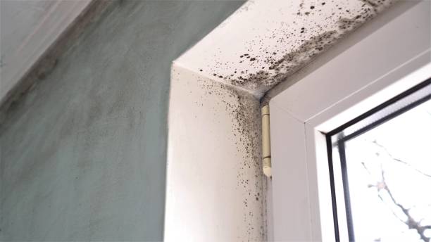 Best Attic Mold Removal  in Indian Hills, NM