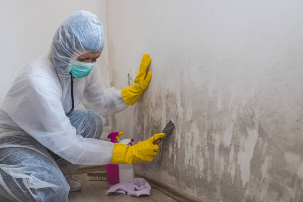 Best Toxic Mold Removal  in Indian Hills, NM