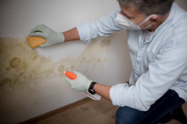 Best Professional Mold Removal  in Indian Hills, NM
