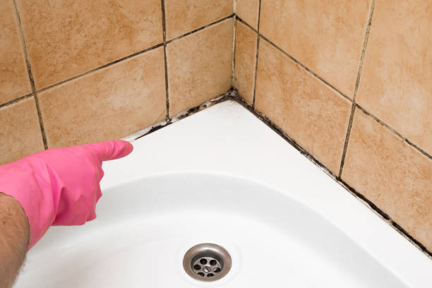 Office Mold Removal Services in Indian Hills, NM